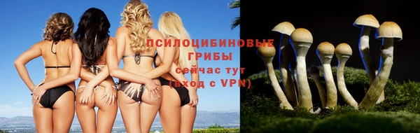 стаф Баксан